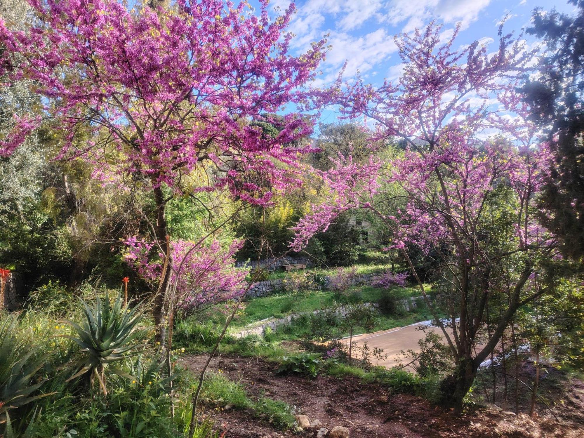 Domaine Des Petites Soeurs A 800M Du Centre Historique Avec 5200M2 De Parc Arbore ヴァンス エクステリア 写真